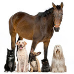 pet food sensitivity test